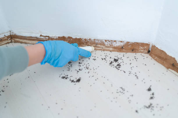 Best Pest Control for Multi-Family Homes  in Washington Terrace, UT